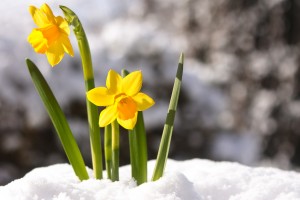osterglocken im fruehling